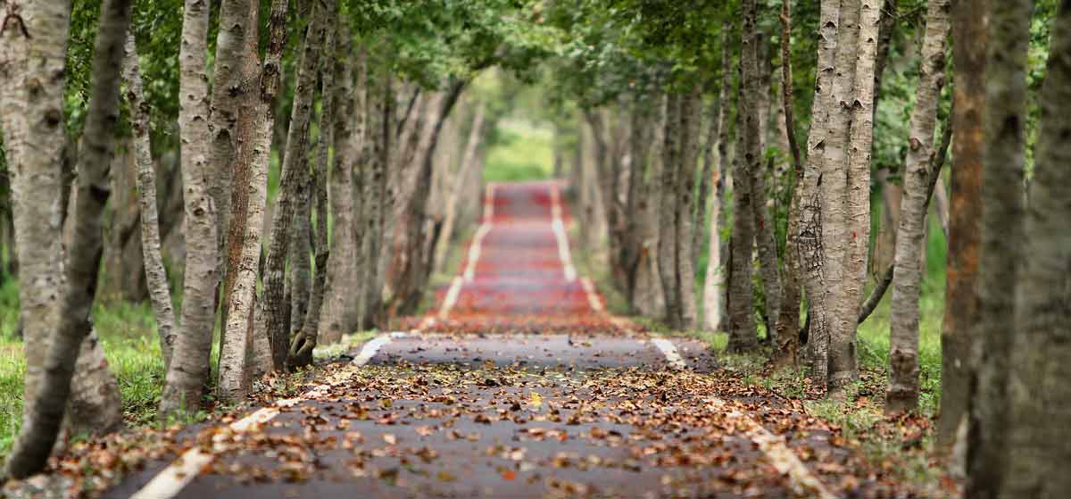 Il Bosco De Lovile Pianta Un Albero Con Noi Cooperativa L Ovile